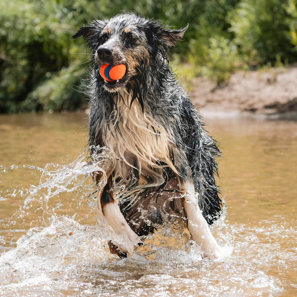 Chuckit Golf Ultra Ball Jouet pour Chien Adulte, Taille L 1pc