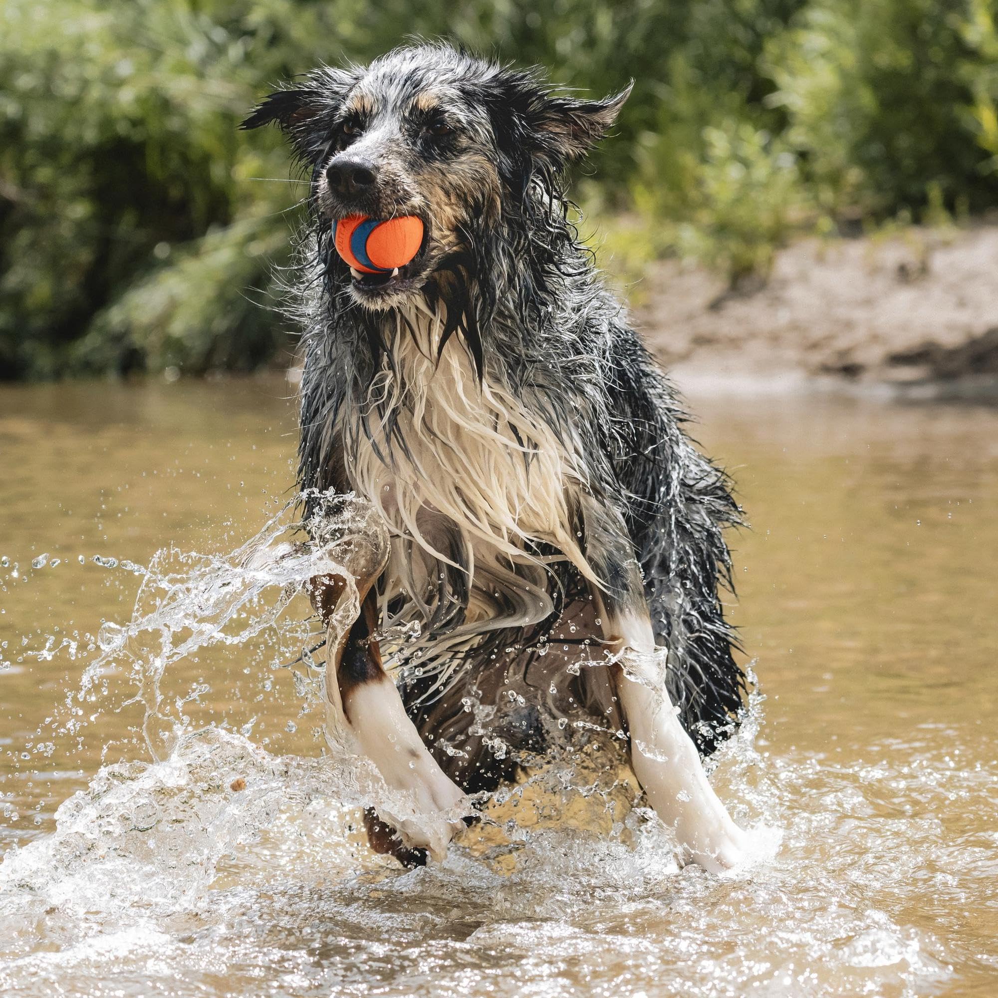 Chuckit Golf Ultra Ball Jouet pour Chien Adulte, Taille L 1pc